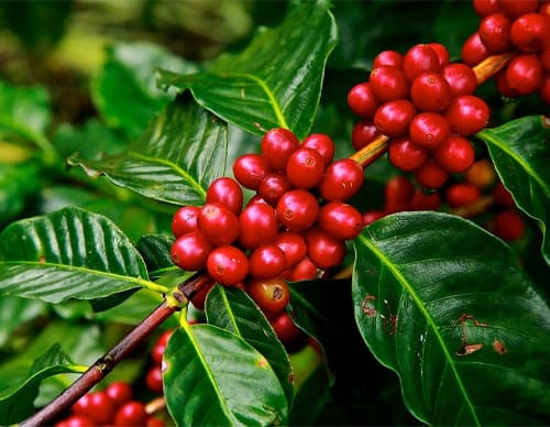 Which Coffee Roast Taste Better 2