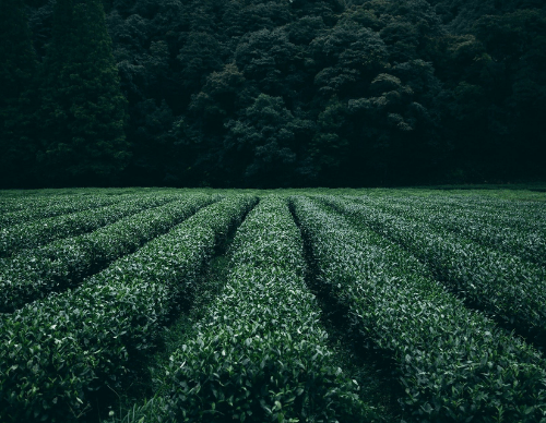 Effects Of Tea On Body 2