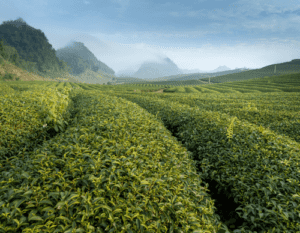 Why Does Tea Cause Acidity