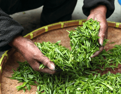 Why Does Tea Cause Acidity 6 Why Does Tea Cause Acidity 5