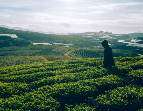 What Is The Most Powerful Detox 2